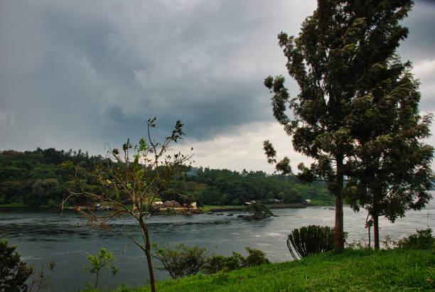 Arua