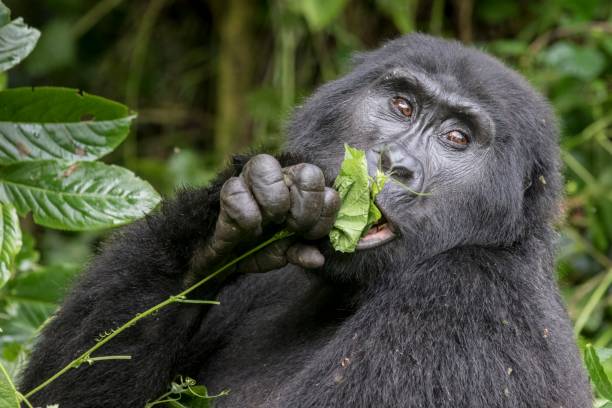 Bwindi Impenetrable Forest
